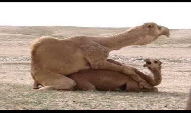 لهذا أمـرنا النبي بالوضوء بـعـد أكـل لـحـم الأبل