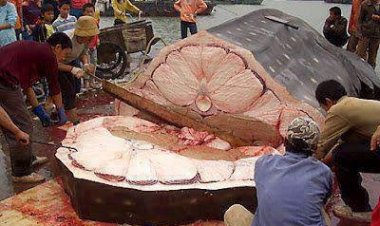 زيادة كبد الحوت .. أول طعام ســ.ــيأكله أهل الجنة