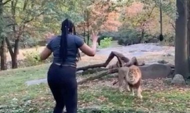 أسد يعاشر إمرأة 7 أيام ..وعندما وصلت إلى قمة النشوة حدثت مفاجأة غير متوقعة .. شاهد الفيديو القصير